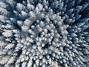 Aerial view of winter forest covered in snow. drone photography - panoramic image Beautiful frosty trees, christmas time