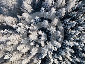 Aerial view of winter forest covered in snow. drone photography - panoramic image Beautiful frosty trees, christmas time