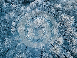 Aerial view of winter forest covered in snow. drone photography - panoramic image Beautiful frosty trees, christmas time