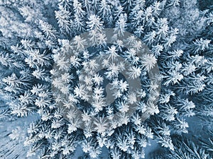 Aerial view of winter forest covered in snow. drone photography - panoramic image Beautiful frosty trees, christmas time