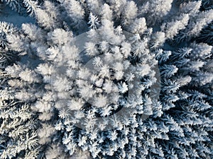 Aerial view of winter forest covered in snow. drone photography - panoramic image Beautiful frosty trees, christmas time