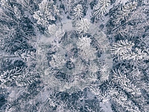 Aerial view of winter forest covered in snow and frost.