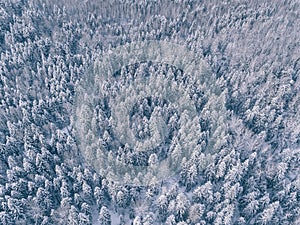 Aerial view of winter forest covered in snow and frost.