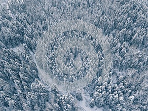 Aerial view of winter forest covered in snow and frost.