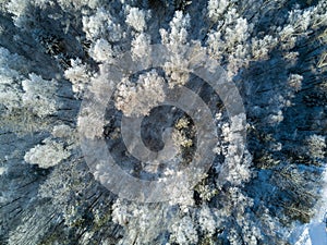 Aerial view of winter forest covered in snow and frost.