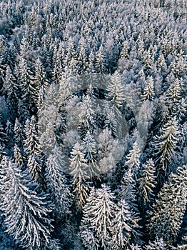 Aerial view of winter forest covered with snow, view from above