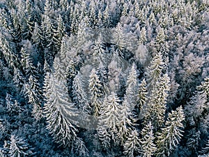 Aerial view of winter forest covered with snow, view from above