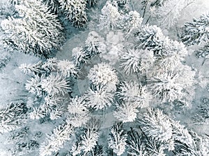 Aerial view of winter forest covered with snow, view from above