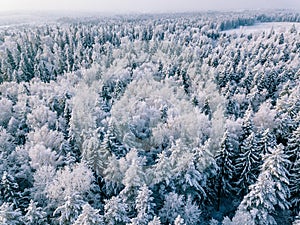 Aerial view of winter forest covered with snow, view from above