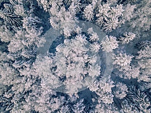 Aerial view of winter forest covered with snow, view from above