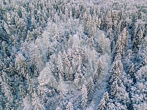 Aerial view of winter forest covered with snow, view from above