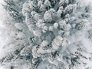 Aerial view of winter forest covered with snow, view from above