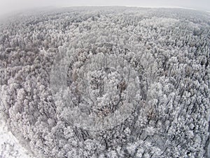 Aerial view of winter forest with hoarfrost on the trees
