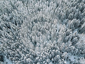 Aerial view of winter forest landscape with snow covered trees in Finland