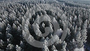 Aerial view of a winter forest. Nature ecology concept. Winter time, coziness, enjoying sunrise. Beautiful sunny day.
