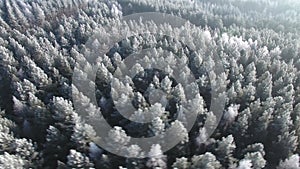 Aerial view of a winter forest. Nature ecology concept. Winter time, coziness, enjoying sunrise. Beautiful sunny day