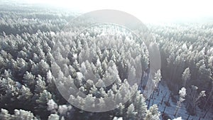 Aerial view of a winter forest. Nature ecology concept. Winter time, coziness, enjoying sunrise. Beautiful sunny day