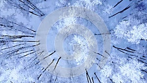 Aerial view of a winter forest with snow covered birch trees. Bird eye.