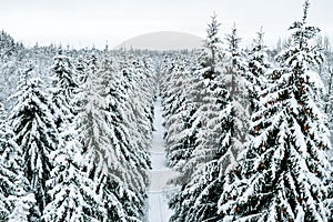 Aerial view of winter forest with snow covered trees and rural road