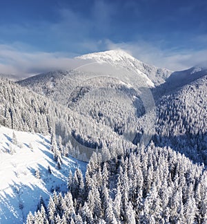 Aerial view at the winter mountains. Forest from air. Winter landscape from a drone. Snowy landscape.