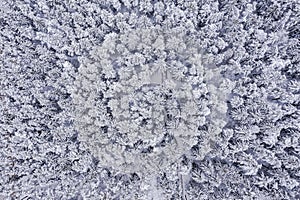 Aerial view of winter pine trees forest. snowy forest landscape