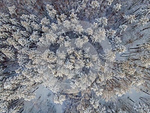 Aerial view of a winter snow-covered pine forest. Winter forest texture. Aerial view. Aerial drone view of a winter