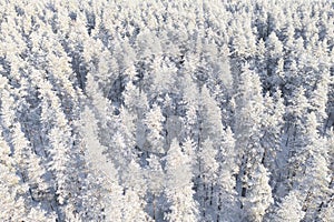 Aerial view of a winter snow covered pine forest. Winter forest texture. Aerial view. Aerial drone view of a winter landscape.