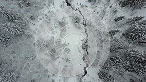 Aerial view of winter spruce snowy forest. Low flight over a river and pine trees covered by snow. Beauty of wildlife on