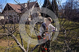 Aerial view of a woman pruning fruit trees in her garden from a ladder. Springtime gardening jobs.