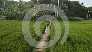 Aerial view of woman in serene rice field. Solo traveler enjoys tranquility in lush greenery. A drone circles lady