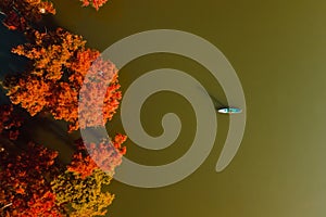 Aerial view with woman on paddle board at lake with orange Taxodium distichum trees. Top view