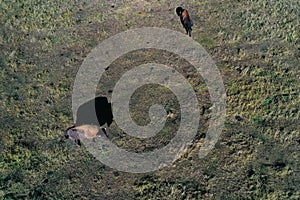 Aerial view. Wood bisons imported from Canada live Lena Pillars Nature Park, Sakha Republic, Yakutia, Russia.