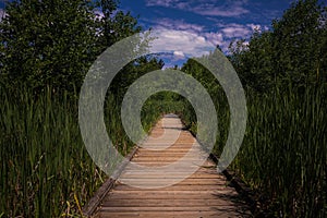 Aerial view of a wooden path winding through a grassy field with tall trees in Bellevue, Washington