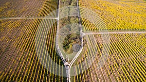 Aerial view of a yellow autumn vineyard