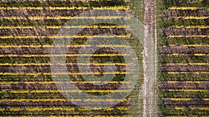 Aerial view of a yellow autumn vineyard