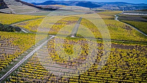 Aerial view of a yellow autumn vineyard