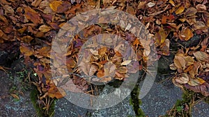 Aerial view: Yellow and brown wet fall leaves are blown on a damp fall day.