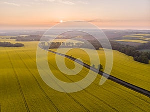 Aerial view of yellow canola field and country road at sunrise