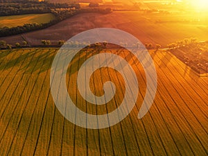 Aerial view of yellow canola field and distant country road