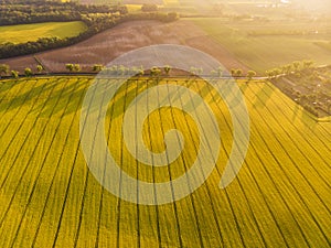 Aerial view of yellow canola field and distant country road