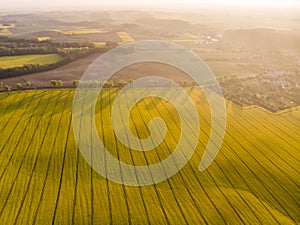 Aerial view of yellow canola field and distant country road