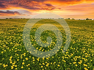 Aerial view of the yellow flowers field during sunset.