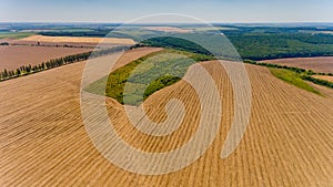 Aerial view of the yellow and green fields.