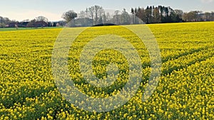 Aerial view yellow mustard blooming flowers fields in springtime Germany countryside. Windmills and typical Bavarian