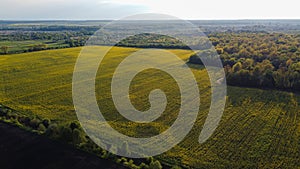 Aerial view on yellow rapeseed fields