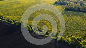 Aerial view on yellow rapeseed fields