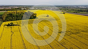 Aerial view on yellow rapeseed fields