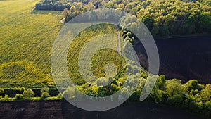 Aerial view on yellow rapeseed fields