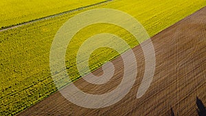 Aerial view on yellow rapeseed fields