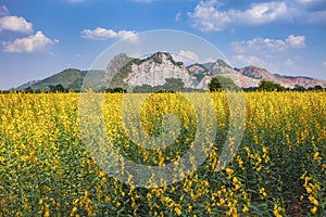 Aerial view of yellow sunhemp flowers field in agricuilture mead